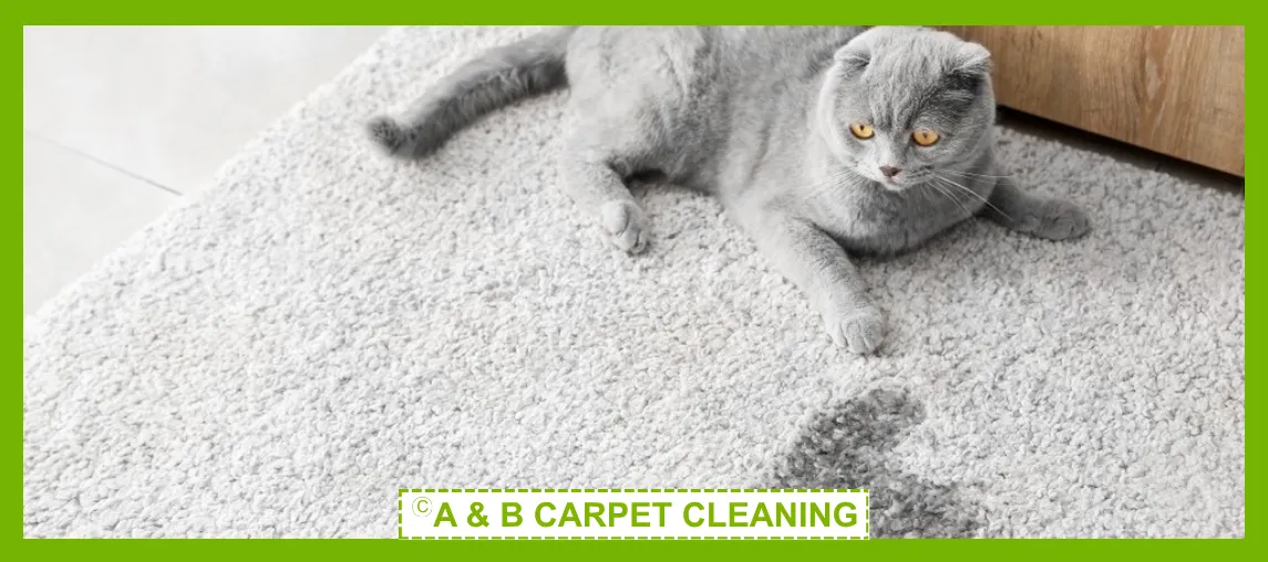 Pet Stain and Odor Removal