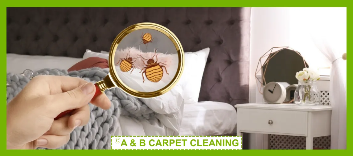 Bed Bug Treatment